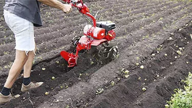 Изображение Можно ли копать картошку одинарным окучником?