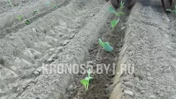 «Рассадопосадочная машина D-Pol | Д-Пол 2-х рядная» - фото 3