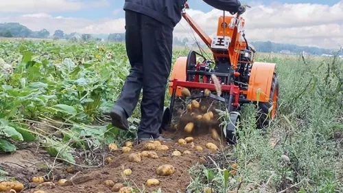 Мотоблок Кентавр 1081Д с картофелекопалкой в работе