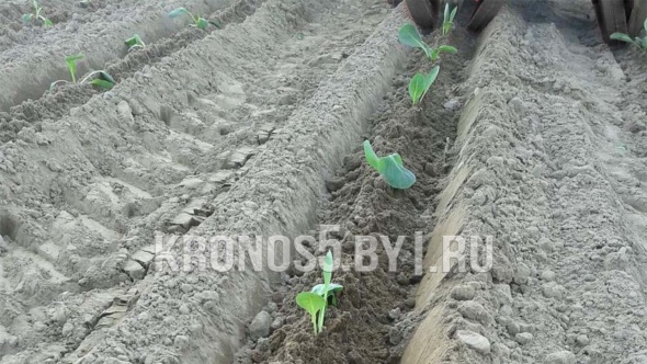 «Рассадопосадочная машина D-Pol | Д-Пол 2-х рядная» - фото 2