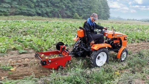 Мини-трактор Кентавр Т-15 с картофелекопалкой в работе